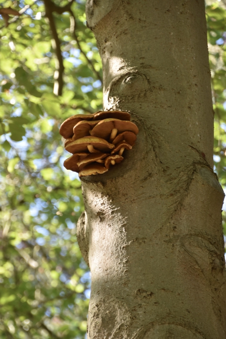 Sombere honingzwammen