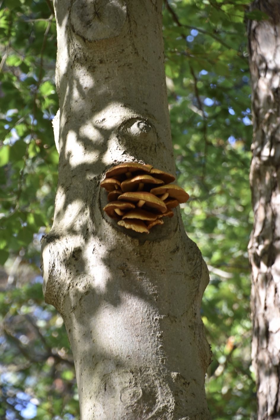 Sombere honingzwammen - Schimmels - 