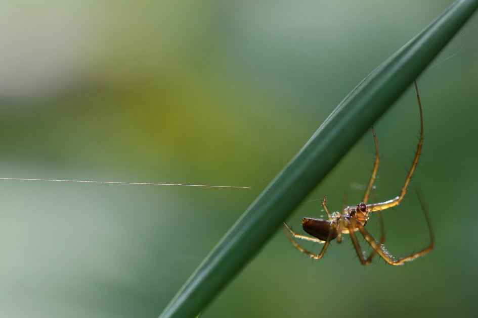 spin - Geleedpotigen - 