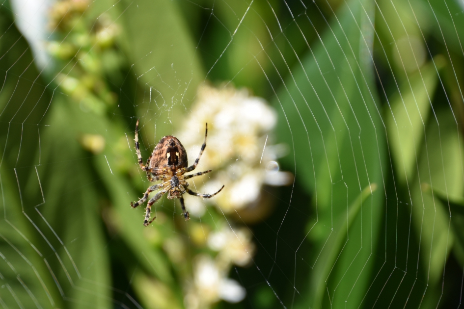 Spin - Geleedpotigen - 