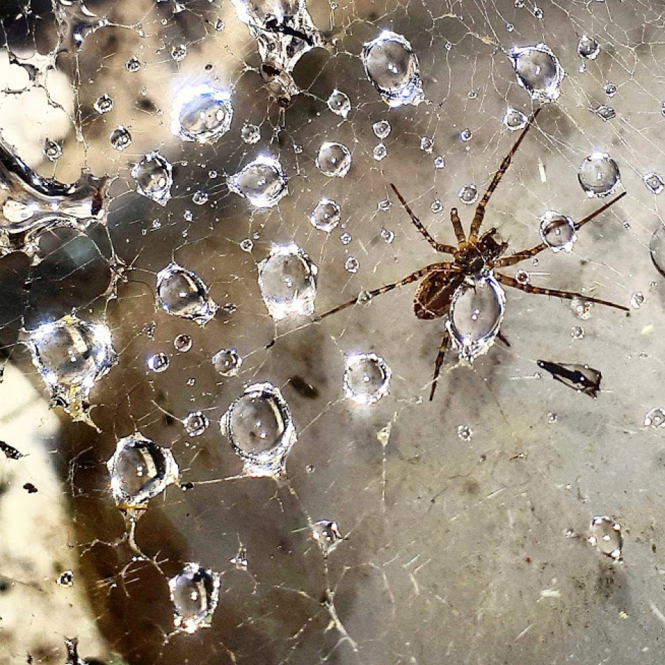 Spin onder stilstaande regen - Geleedpotigen - 