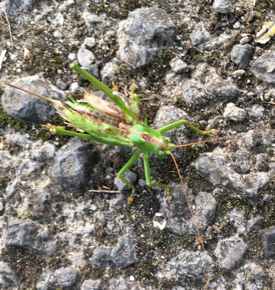 Sprikhaan - Geleedpotigen - Sprinkhaan?