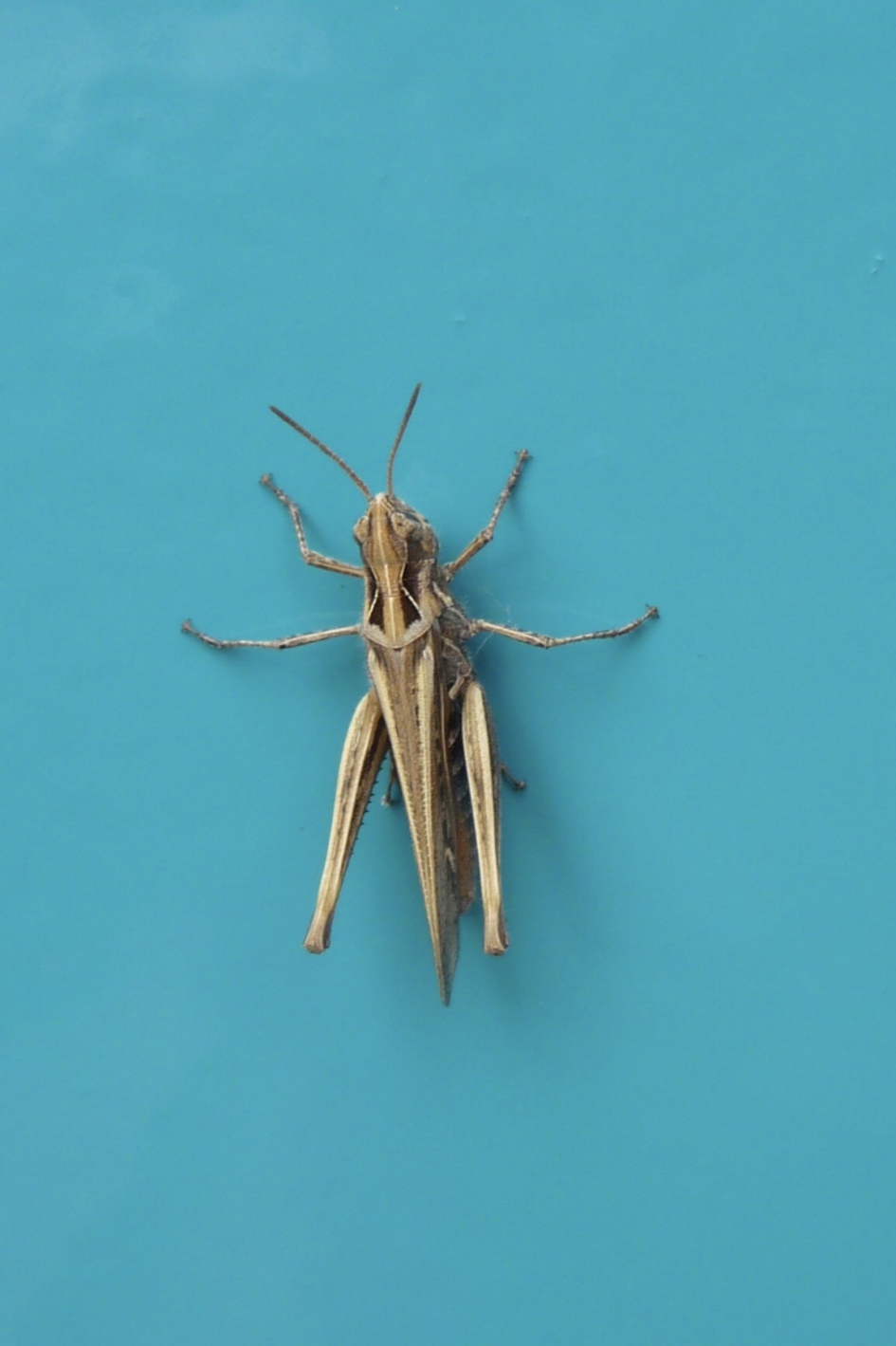 Sprinkhaan - Geleedpotigen - 