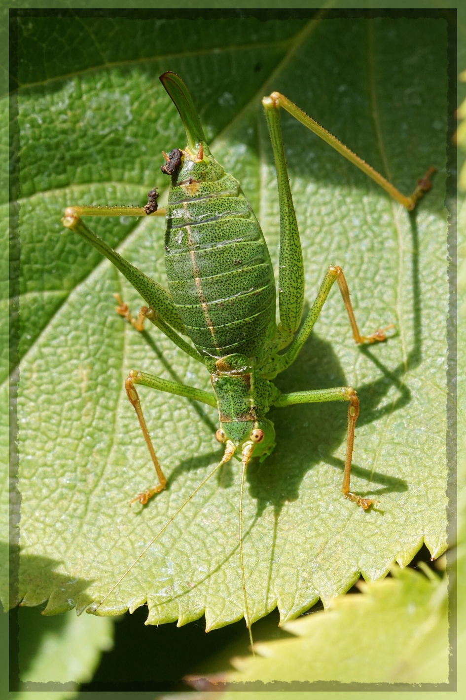 Sprinkhaan op klimhortensia - Geleedpotigen - 