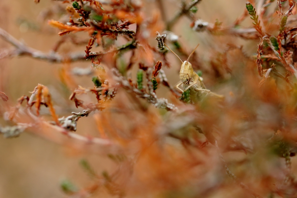 sprinkhaan uit de biguttulus-groep - Geleedpotigen - 