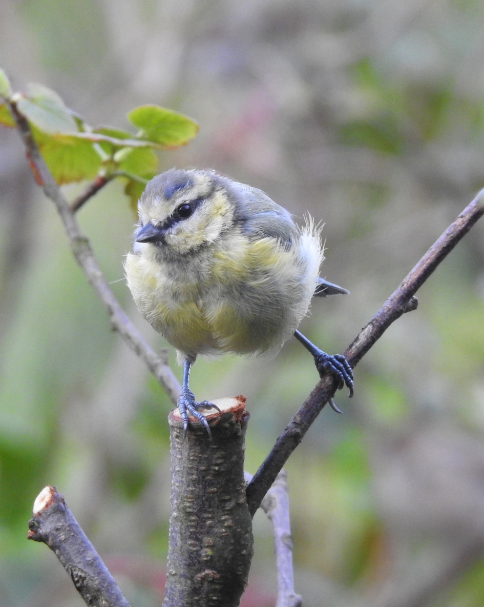 Stoere jonge Pimp - Vogels - Pimpelmees