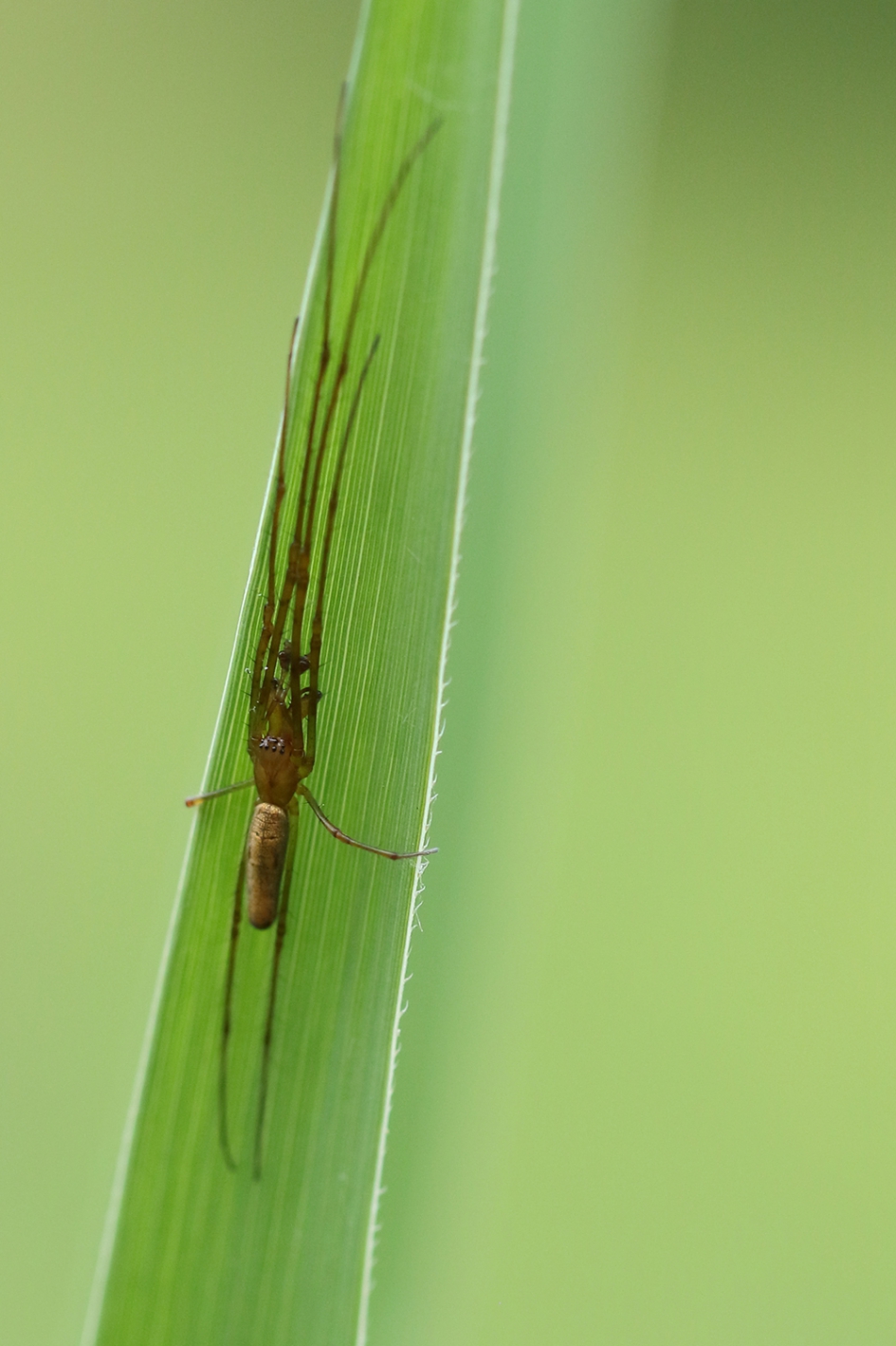 strekspin - Geleedpotigen - strekspin onbekend