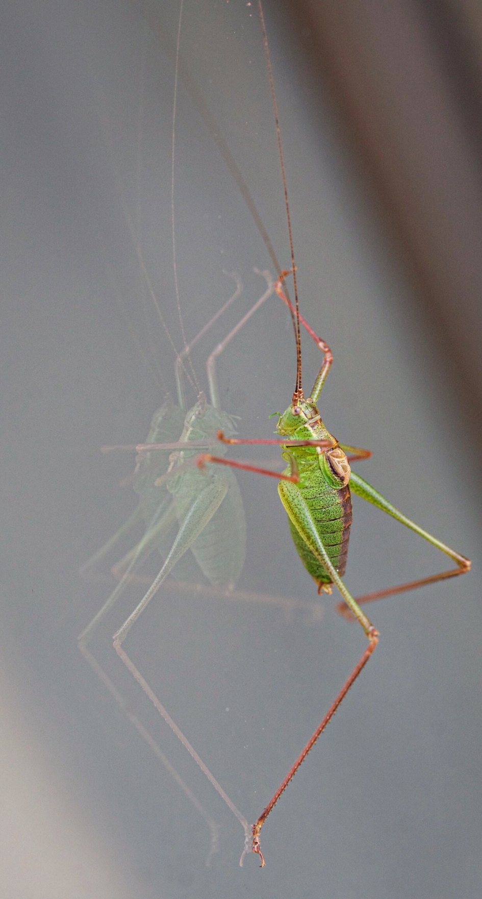 Struiksprinkhaan op het raam - Geleedpotigen - Struiksprinkhaan