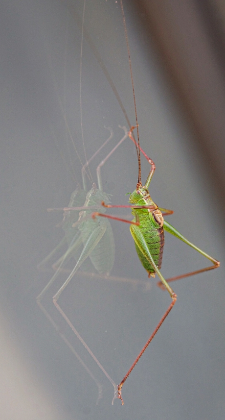 Struiksprinkhaan op het raam