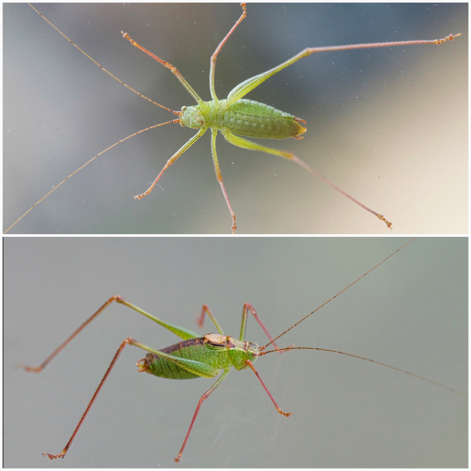 Struiksprinkhaan tegen het raam - Geleedpotigen - 