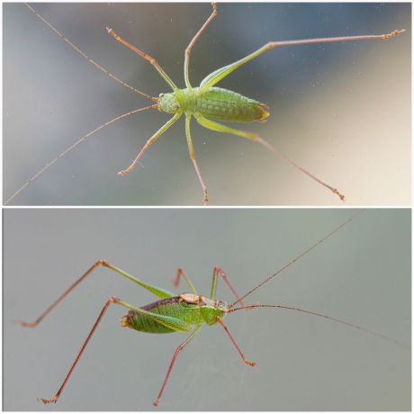 Struiksprinkhaan tegen het raam