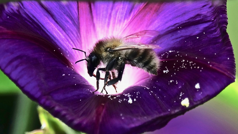 Stuifmeel - Planten - Stuifmeel