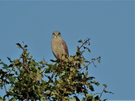 Torenvalk man kijkt me aan