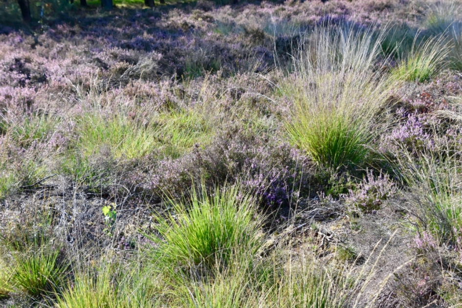 Treekerheide - Planten - 