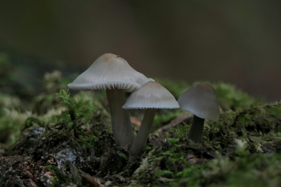 Trio - Schimmels - Paddenstoel