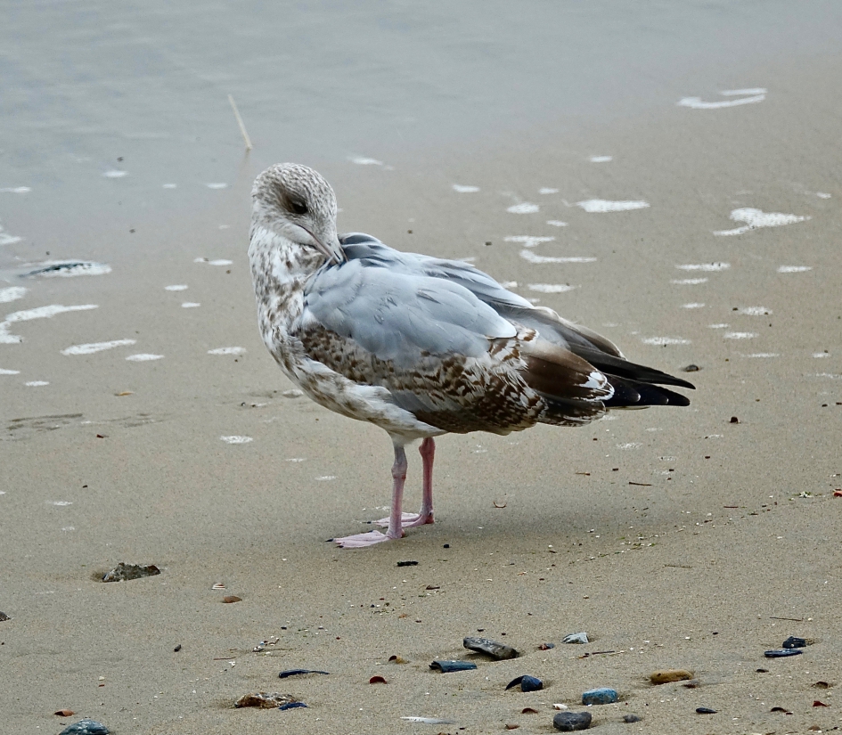 Tweedejaars Zilvermeeuw - Vogels - Zilvermeeuw