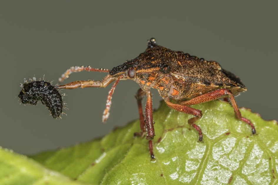 Tweetandschildwants (Picromerus bidens) - Geleedpotigen - Tweetandschildwants