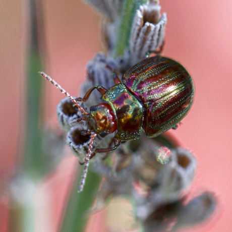 Uit zijn schulp gekropen