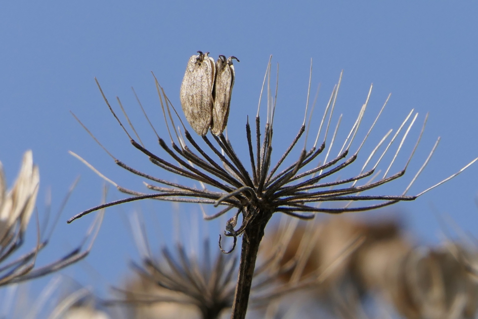 Uitgebloeid en nog steeds mooi. - Planten - Berenklauw