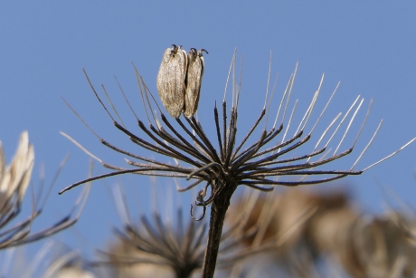 Uitgebloeid en nog steeds mooi.