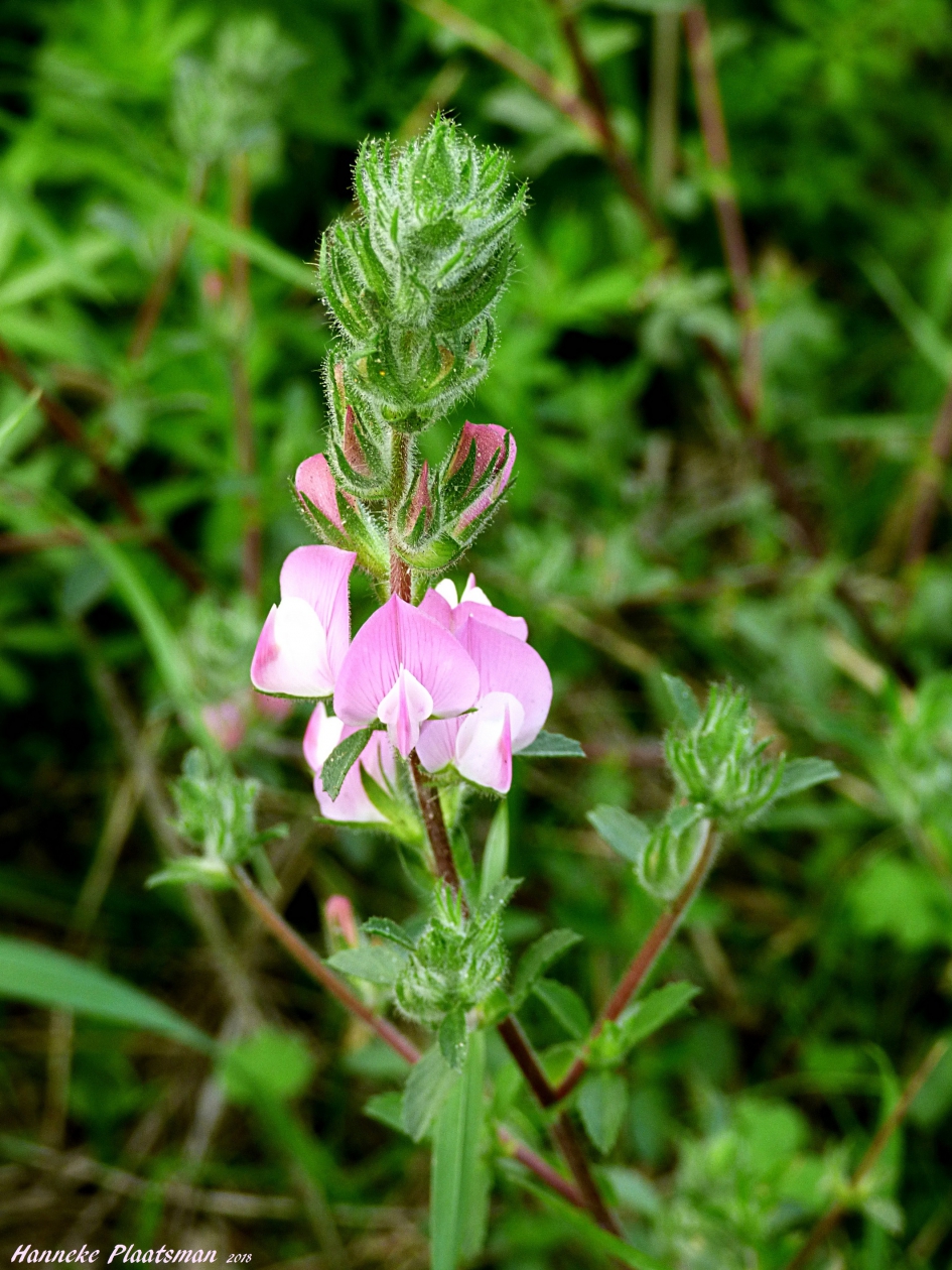 Veel paddestoelen, maar er bloeit ook weer van alles. - Planten - Kruipend stalkruid of ezelskruid