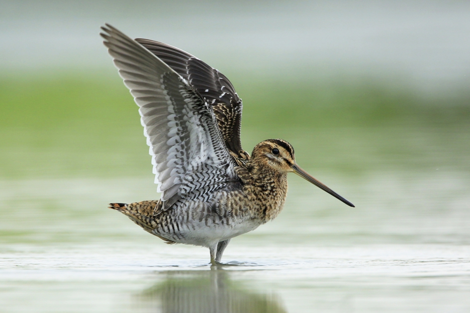 Veerkracht ... - Vogels - Watersnip
