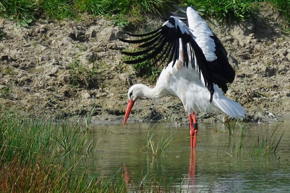 Verenpracht met ELSA-ring - Vogels - Ooievaar
