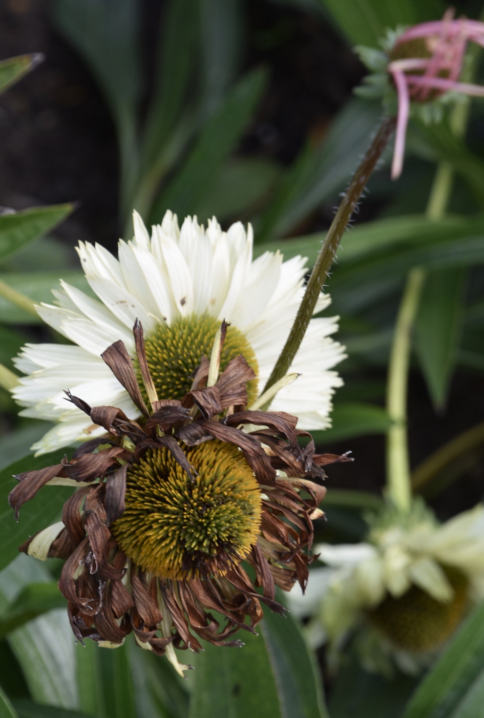 Verschil... - Planten - 