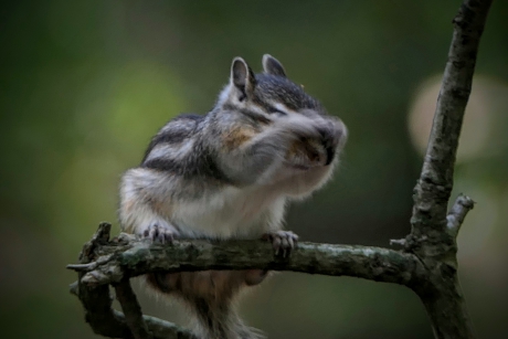 Verstoppertje spelen.