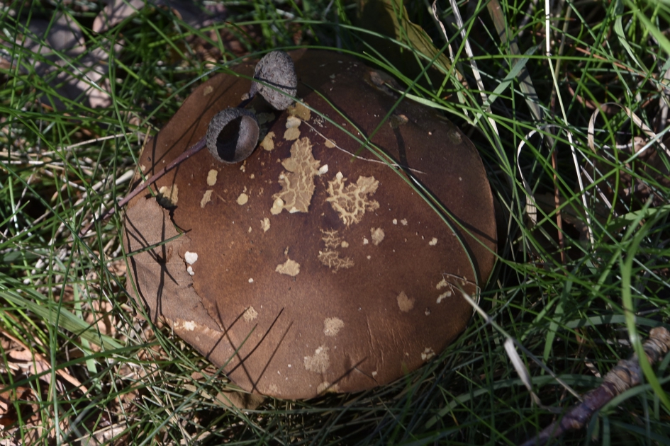 Paddenstoel laag op de steel... - Schimmels - 