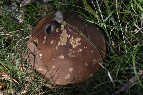 Paddenstoel laag op de steel...