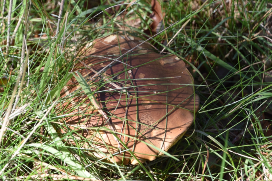 Verstopt - Schimmels - 