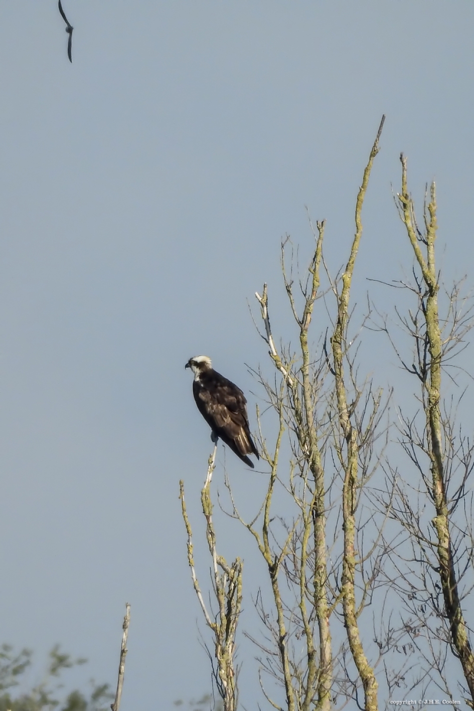 Visarend - Vogels - Visarend
