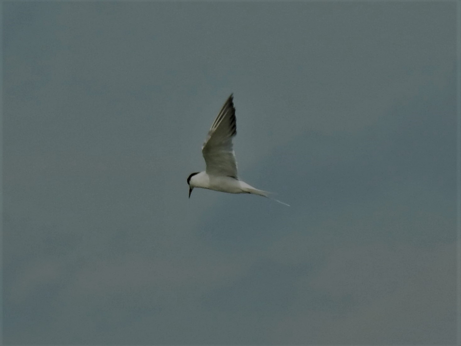 Visdiefje in de lucht - Vogels - Visdiefje