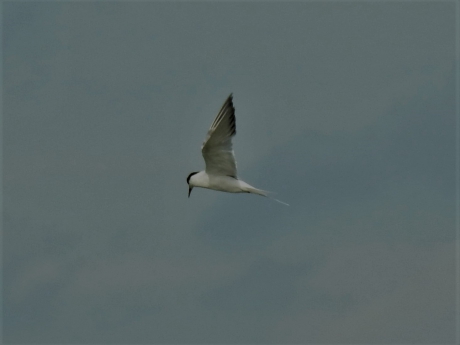 Visdiefje in de lucht
