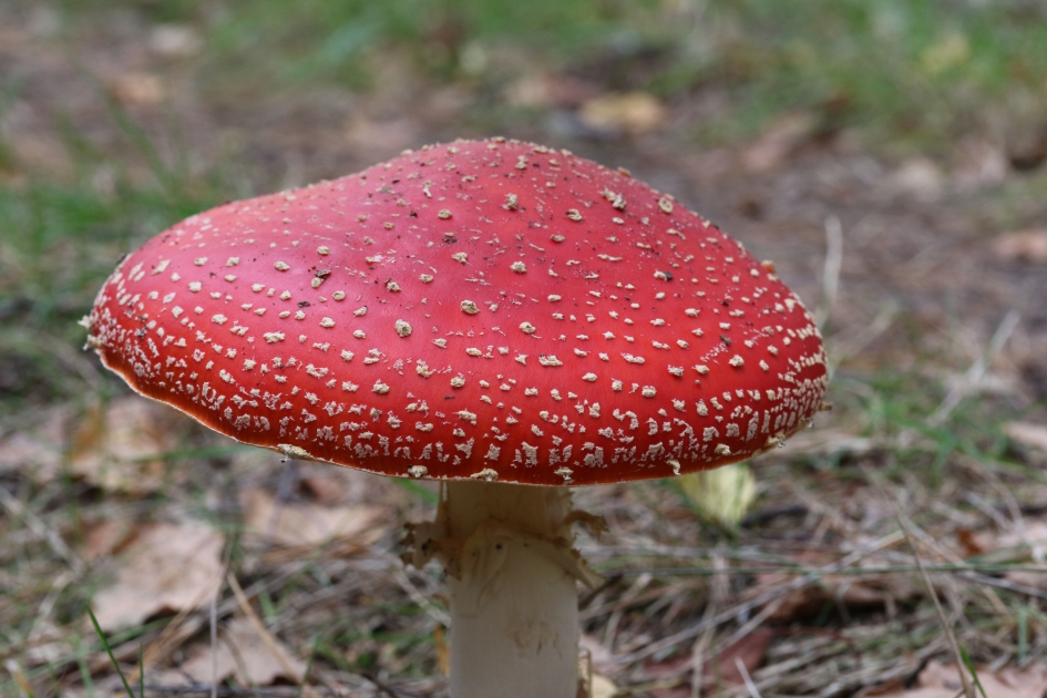 Vliegenzwam - Schimmels - Vliegenzwam