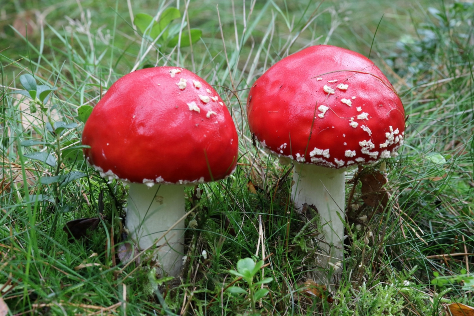 Vliegenzwammen - Schimmels - Vliegenzwam