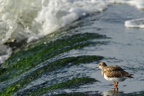 Vloed over de zeedijk (1)