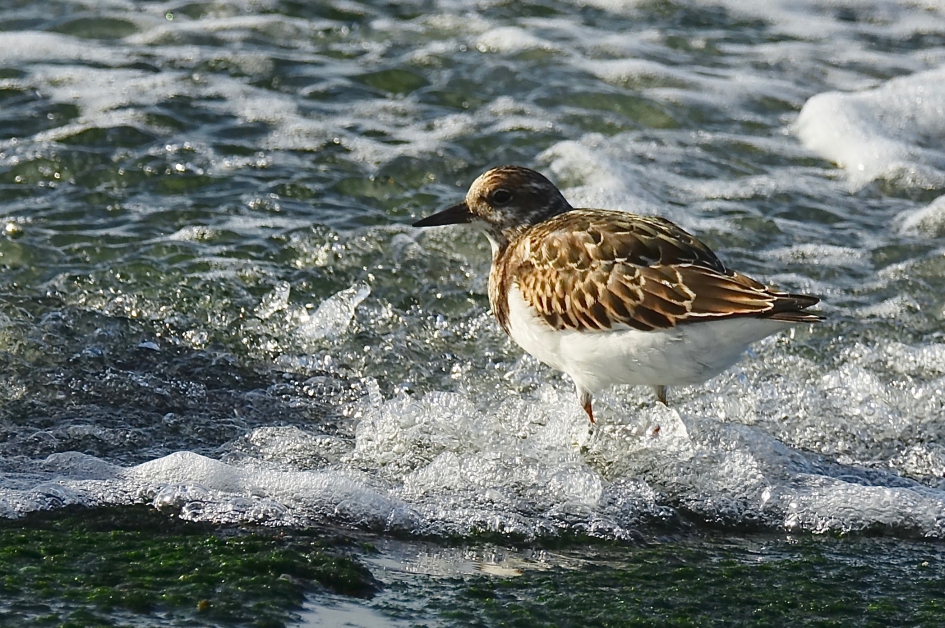 Vloed over de zeedijk (2) - Vogels - Steenloper