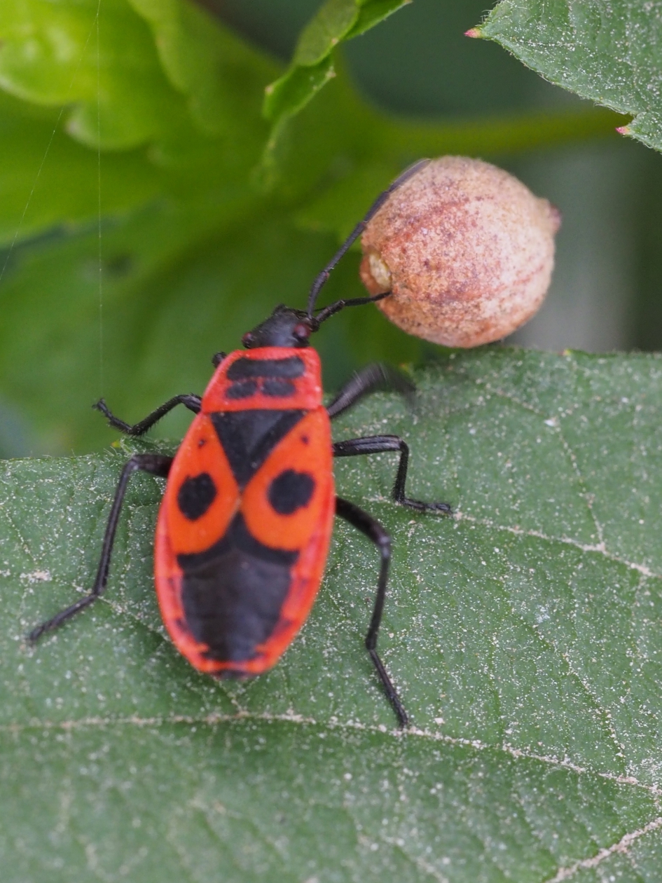 Voetballende vuurwants - Geleedpotigen - Vuurwants