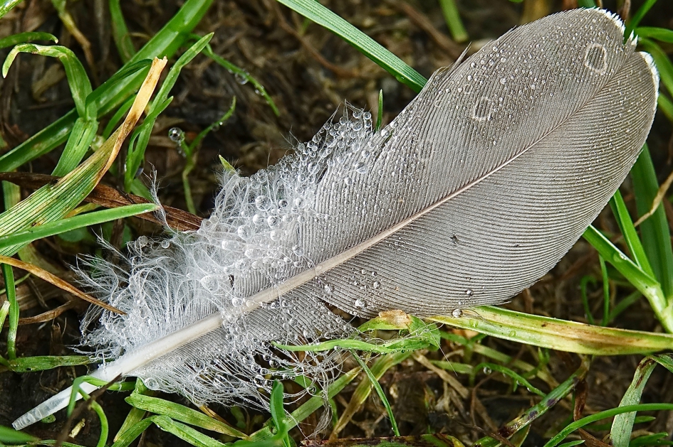 Vogelveer in gras - Vogels - Vogel