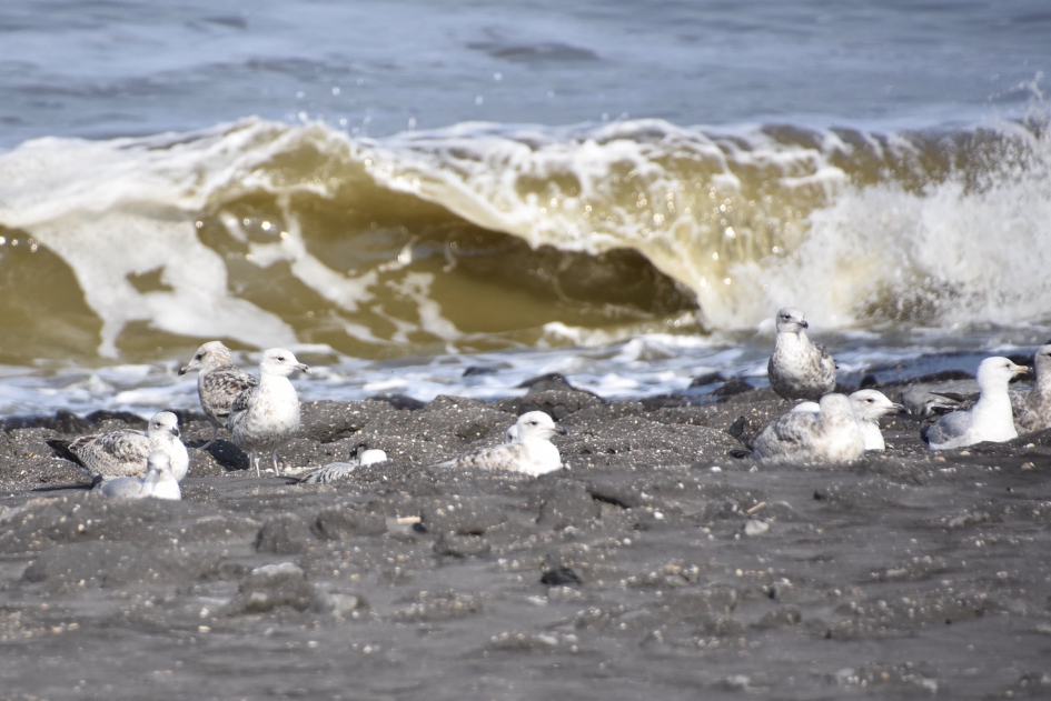 Voor de kust - Vogels - 