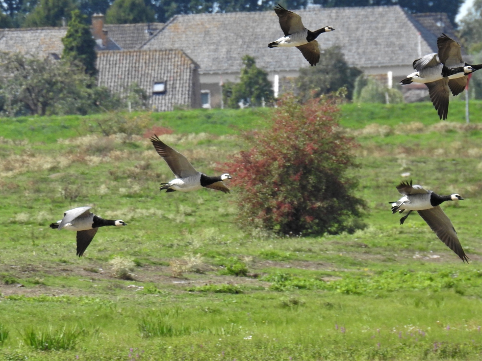 Voorbijvliegende brandganzen - Vogels - Brandgans