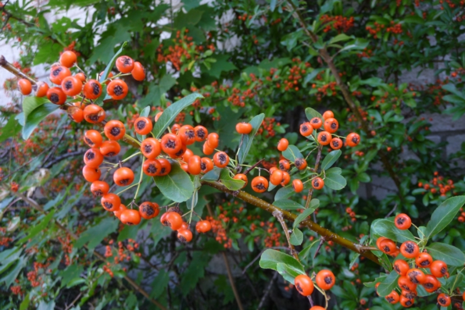 Voordoorn - Planten - 