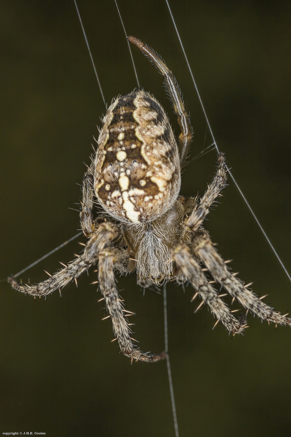 Vrouw - Geleedpotigen - Kruisspin