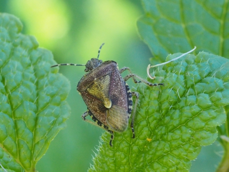 Wantsenrijke nazomer