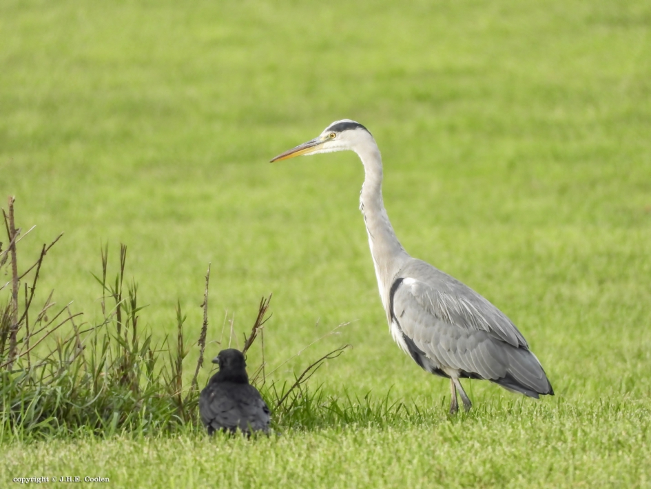 Wat zien zij - Vogels - Blauwe reiger