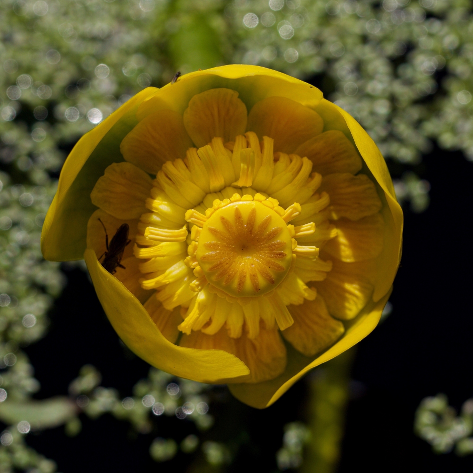 Waterlelie - Planten - 