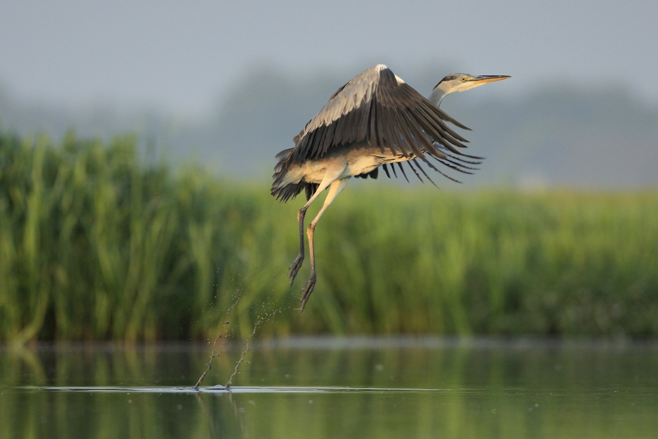 Waterlijnen ... - Vogels - Blauwe reiger