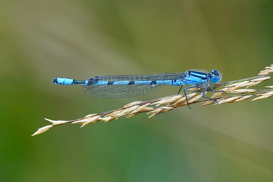 Watersnuffel - Geleedpotigen - Watersnuffel